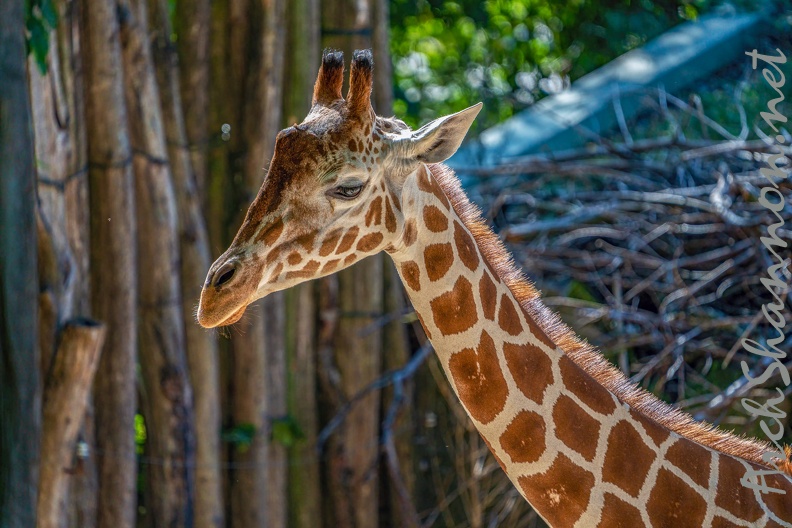 0761-zoo osnabrueck-giraffe.jpg
