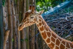 0761-zoo osnabrueck-giraffe
