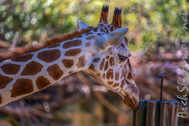 0762-zoo osnabrueck-giraffe.jpg