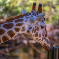 0762-zoo osnabrueck-giraffe