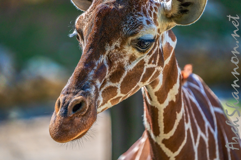 0763-zoo osnabrueck-giraffe