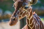 0763-zoo osnabrueck-giraffe