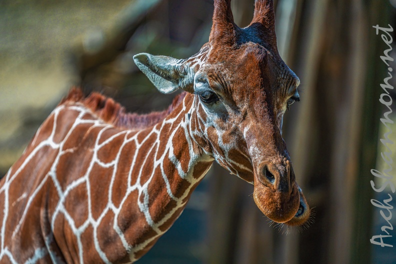 0764-zoo osnabrueck-giraffe.jpg