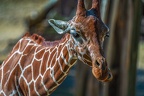 0764-zoo osnabrueck-giraffe
