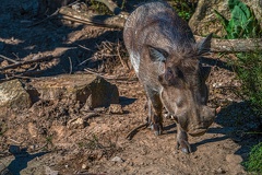 0767-zoo osnabrueck-warthog