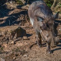 0767-zoo osnabrueck-warthog