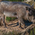 0768-zoo osnabrueck-warthog