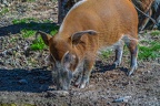 0793-zoo osnabrueck-brush ear pig
