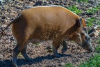 0794-zoo osnabrueck-brush ear pig