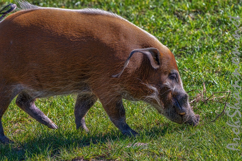 0795-zoo osnabrueck-brush ear pig