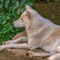 0796-zoo osnabrueck-hudson-bay-wolf