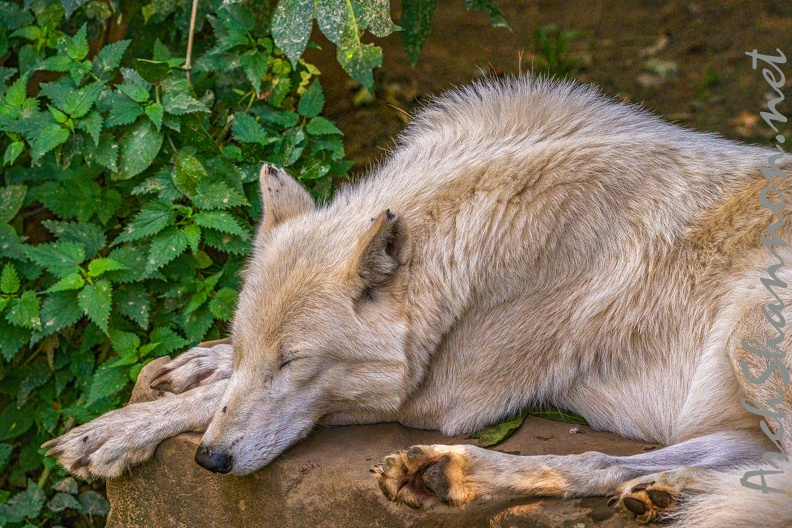 0798-zoo osnabrueck-hudson-bay-wolf