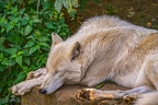 0798-zoo osnabrueck-hudson-bay-wolf