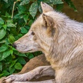 0799-zoo osnabrueck-hudson-bay-wolf