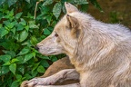 0799-zoo osnabrueck-hudson-bay-wolf