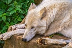 0800-zoo osnabrueck-hudson-bay-wolf