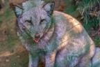 0806-zoo osnabrueck-hudson-bay-wolf