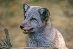 0808-zoo osnabrueck-hudson-bay-wolf