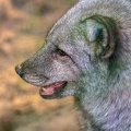 0812-zoo osnabrueck-hudson-bay-wolf