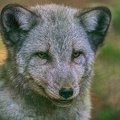 0814-zoo osnabrueck-hudson-bay-wolf