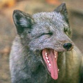 0820-zoo osnabrueck-hudson-bay-wolf