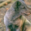 0824-zoo osnabrueck-hudson-bay-wolf
