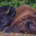 0828-zoo osnabrueck-bison