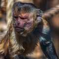 0831-zoo osnabrueck-capuchin monkey