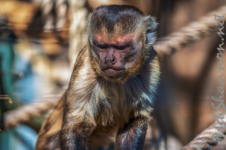 0832-zoo osnabrueck-capuchin monkey.jpg