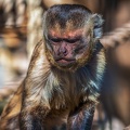 0832-zoo osnabrueck-capuchin monkey
