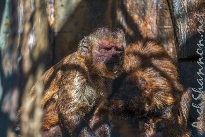 0833-zoo osnabrueck-capuchin monkey.jpg