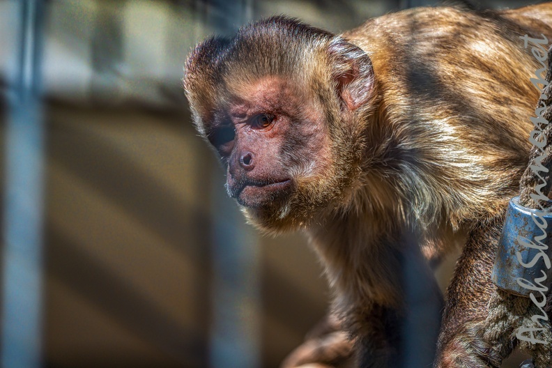 0834-zoo osnabrueck-capuchin monkey.jpg