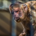 0834-zoo osnabrueck-capuchin monkey