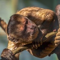 0835-zoo osnabrueck-capuchin monkey