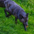 0840-zoo osnabrueck-silver fox