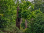 059-dortmund romberg park botanical garden