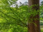 061-dortmund romberg park botanical garden