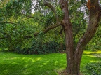 142-dortmund romberg park botanical garden
