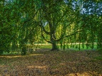 222-dortmund romberg park botanical garden