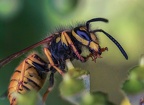 046-rhein sieg district - insects