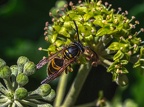 011-rhein sieg district - insects