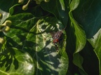 017-rhein sieg district - insects