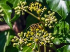 026-rhein sieg district - insects