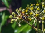 029-rhein sieg district - insects
