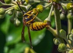035-rhein sieg district - insects