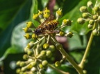 048-rhein sieg district - insects