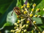 054-rhein sieg district - insects