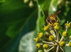 064-rhein sieg district - insects