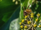 065-rhein sieg district - insects