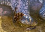 125-rhein sieg district - insects